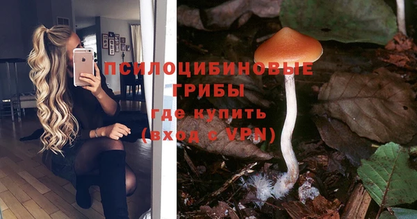 прущие грибы Приозерск